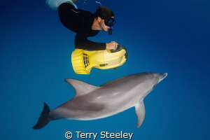 'Fun in the sea', 
Dolphin, Bahamas
—
Subal underwater... by Terry Steeley 